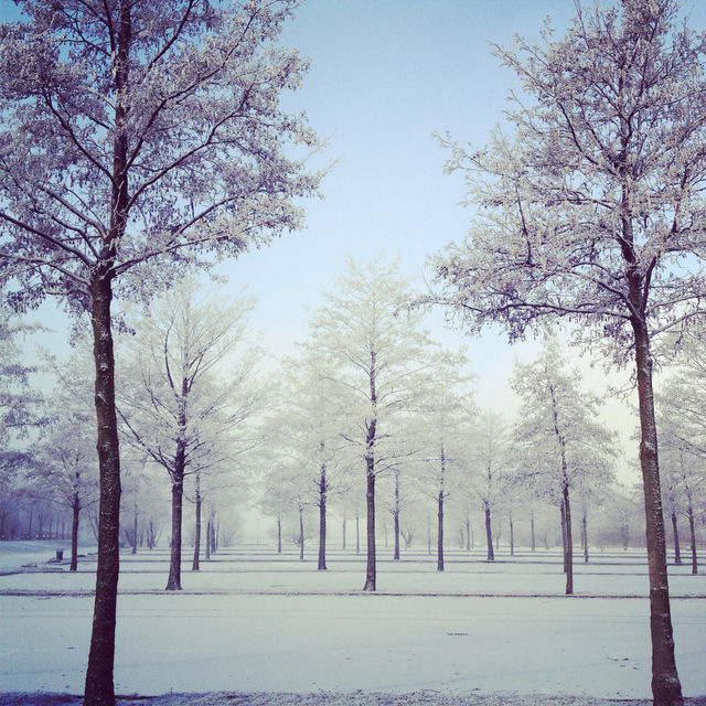 tree