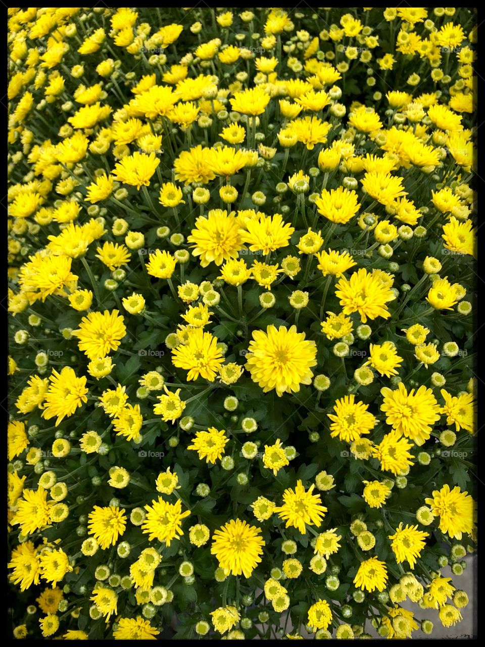 Yellow Chrysanthemums 