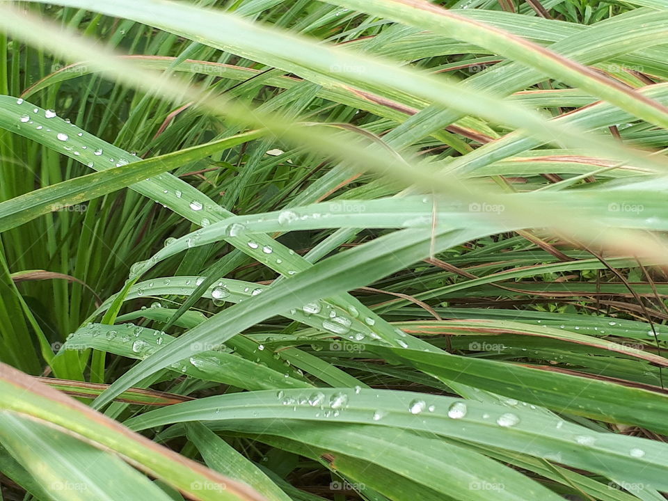 Rain drops on lemongrass leaves