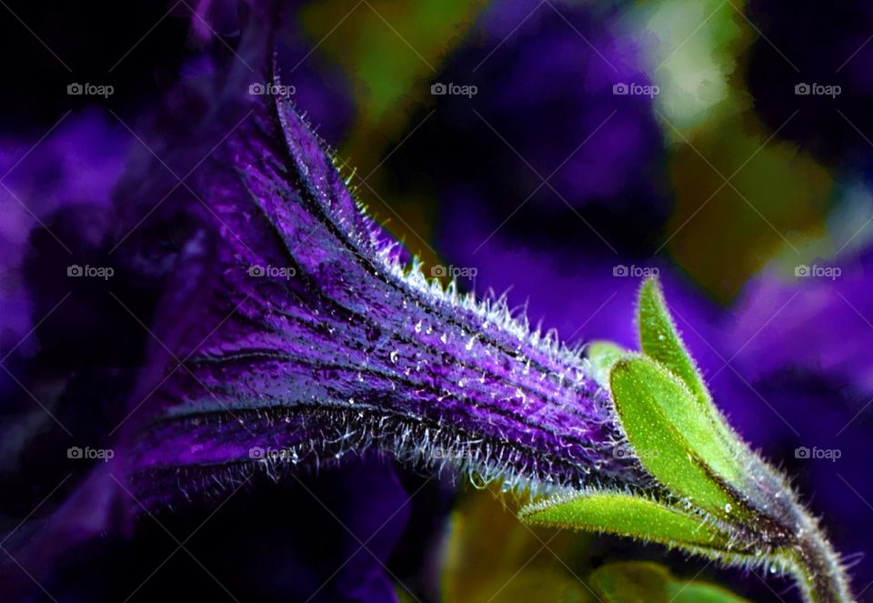 flower macro purple plant by sheltielover