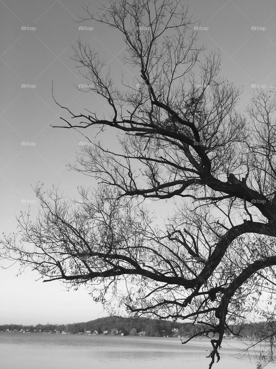 Bare tree near seaside