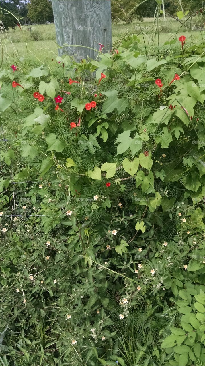 Floral Vine Underbrush