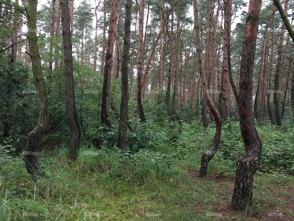 Nowe Czarnowo - Crooked trees - Poland