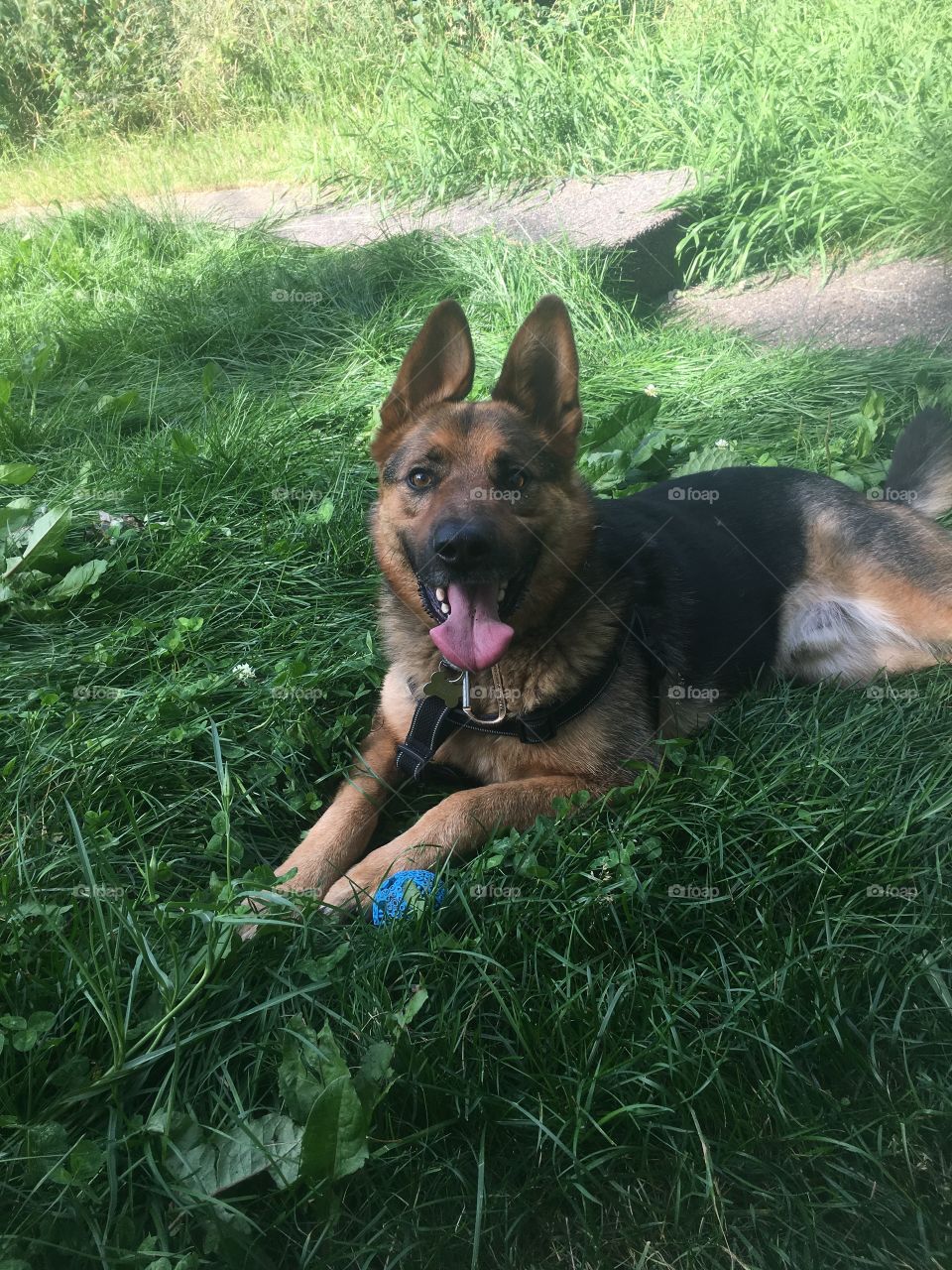 A German Shepherd dog lays in the grass with its tongue out, with a blue ball waiting next to its paws.