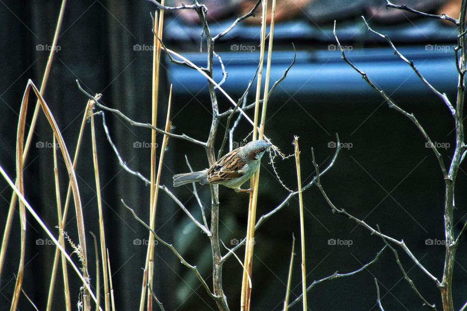 Close-up of a sparrow perched on a branch and carrying reeds in its beak for nest building