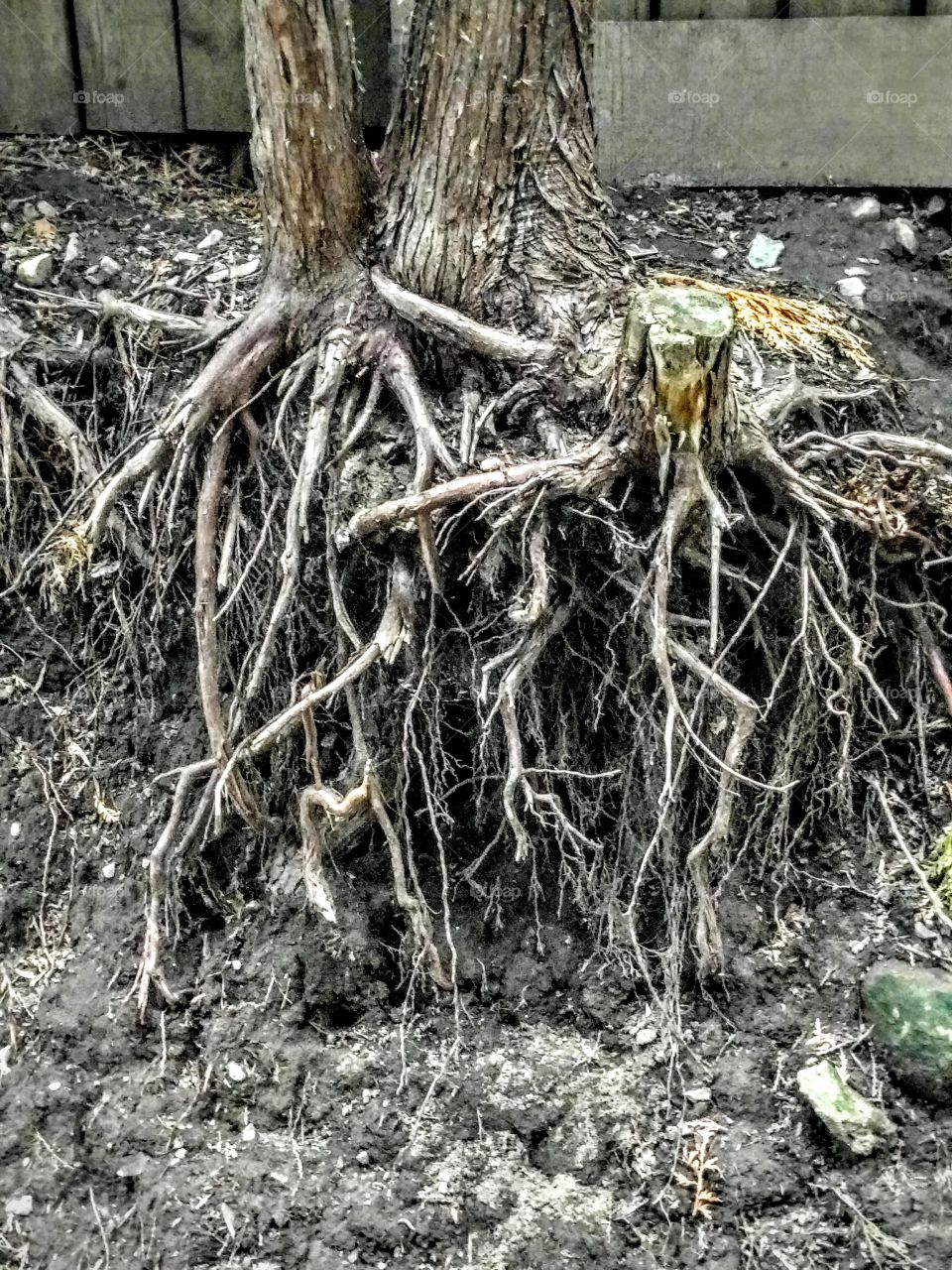 Tree Root's