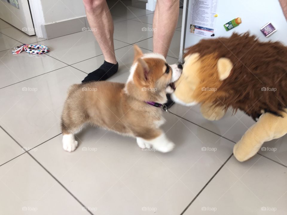 Corgi and teddy 