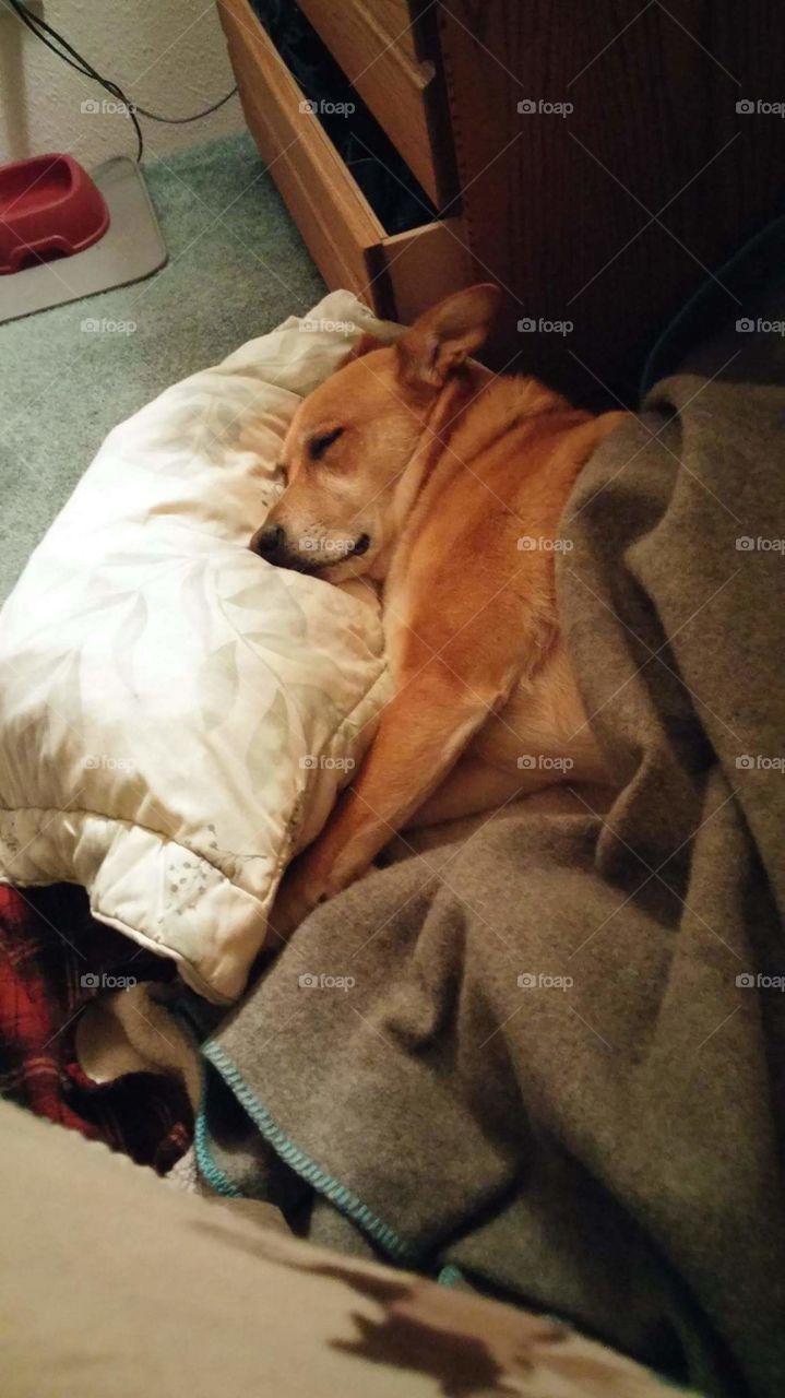 Sleeping dog covered up in bed like a person with pillow and blanket.