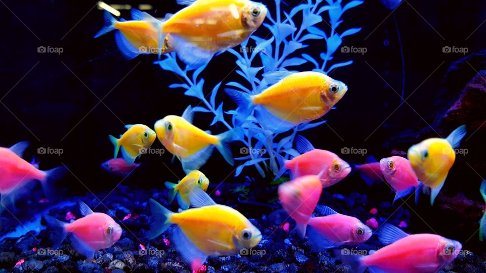 Glow fish