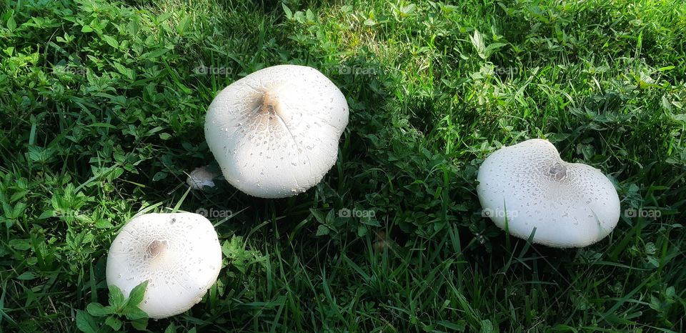 The trio! 🍄🍄🍄