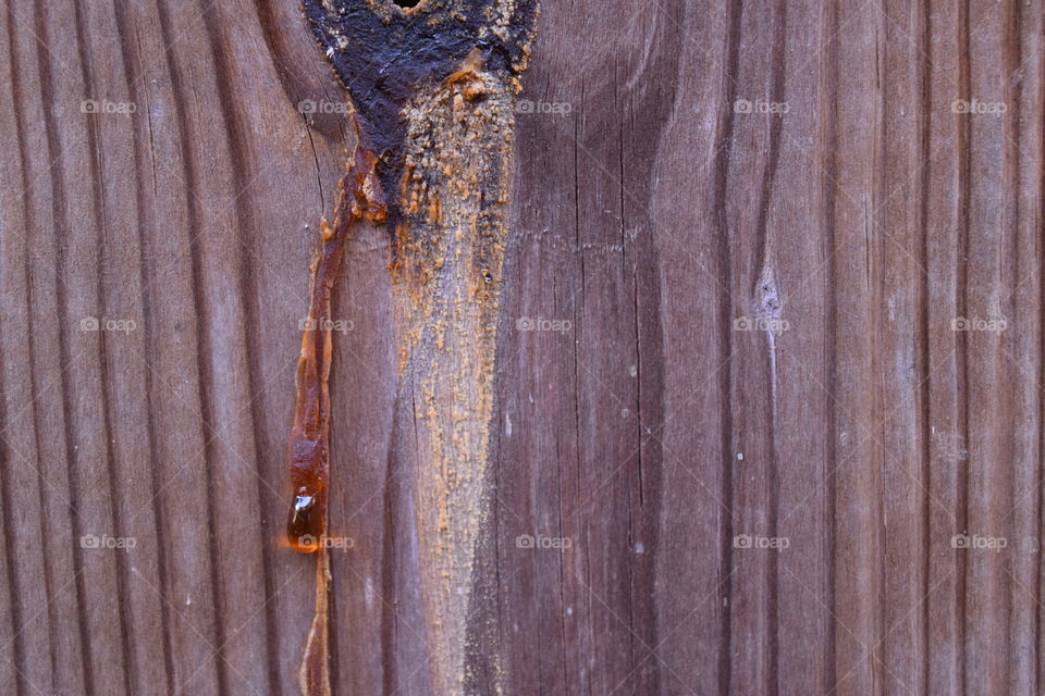 Amber sap teardrop on wood fence. August 2016.