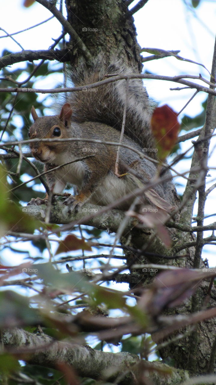 grey squirrel