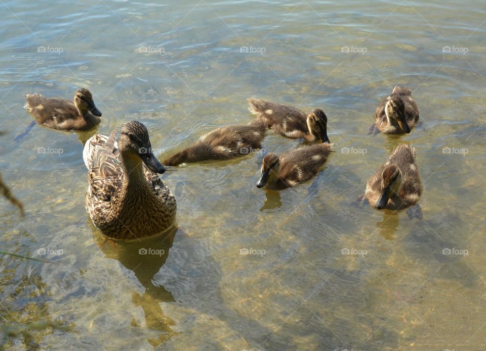 duck and ducklings on a lake summer time