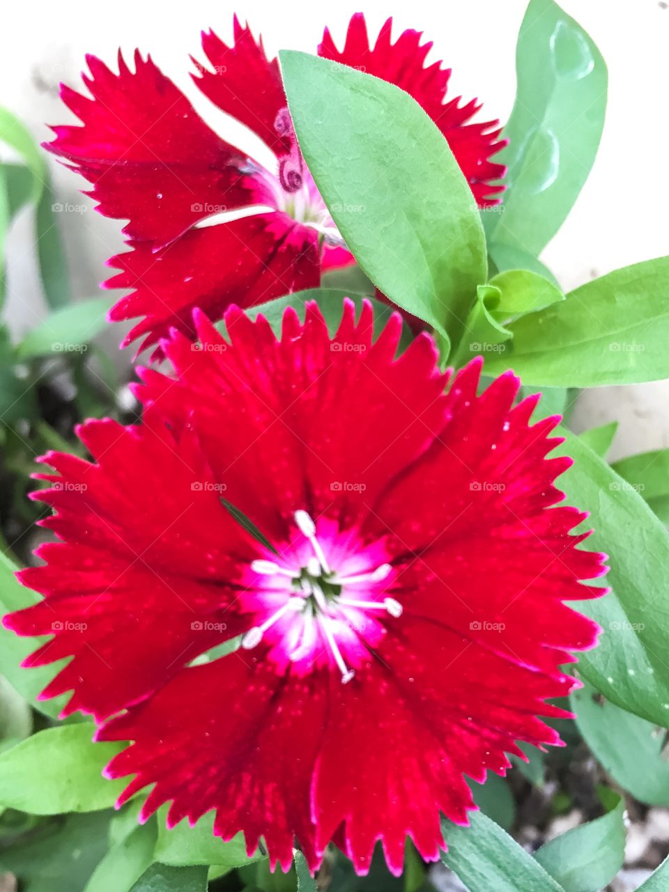 Red flowers 