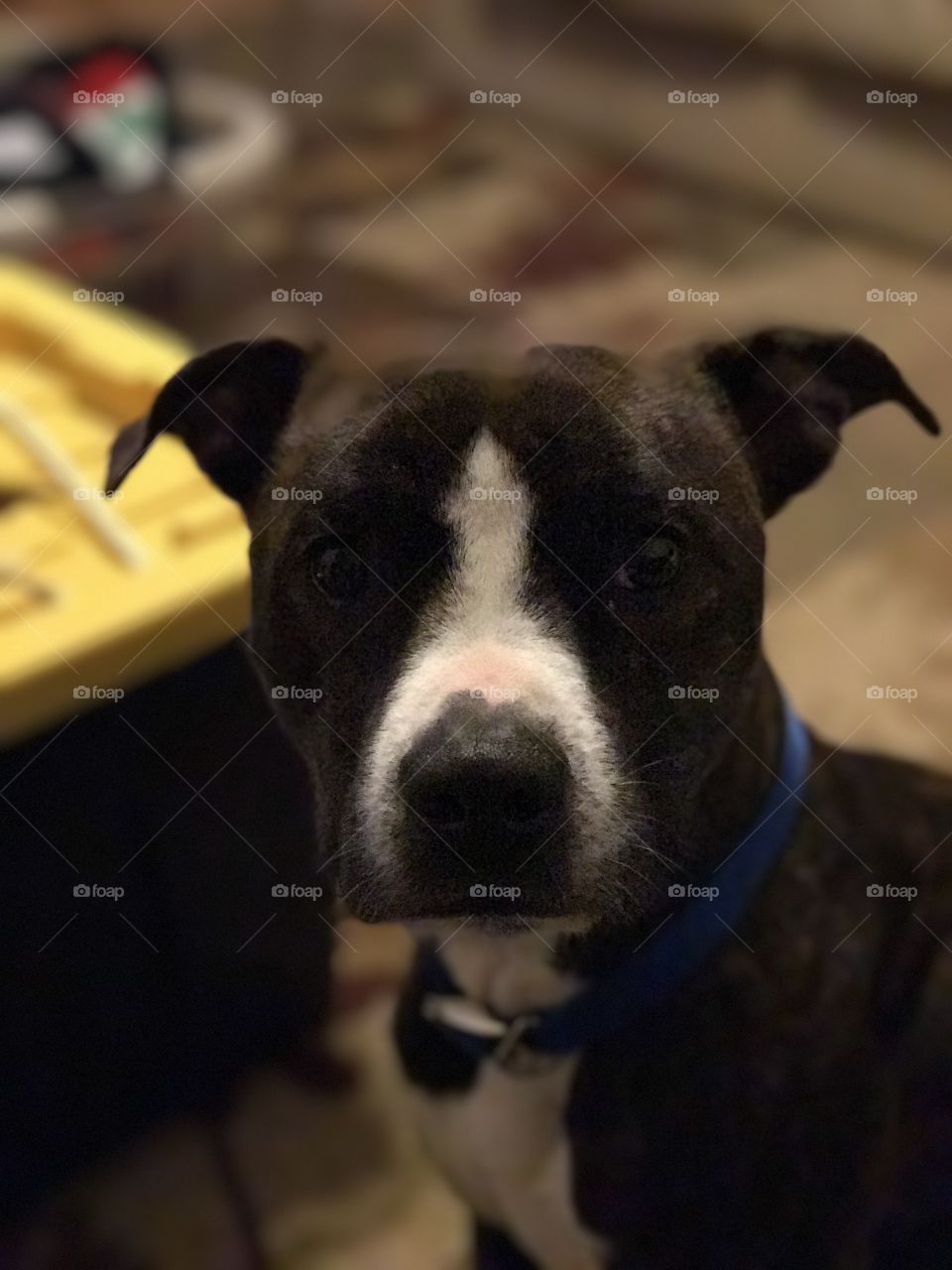 Pup Portrait