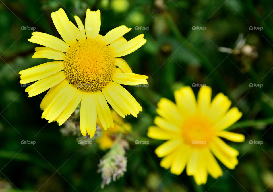 Yellow daisies