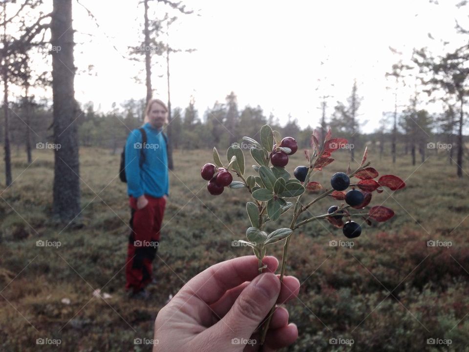 Blueberries
