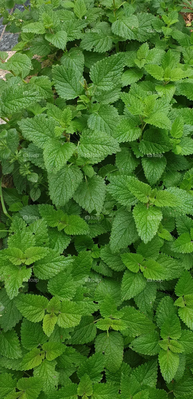 mint