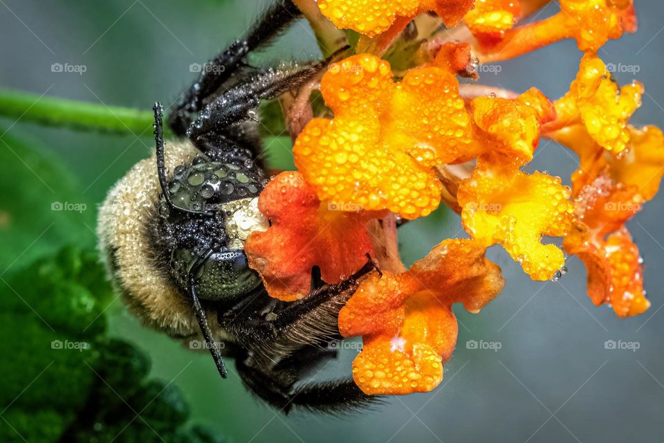 A male Carpenter Ber patiently waits for the morning warmth on the lantana bloom. Raleigh, North Carolina.