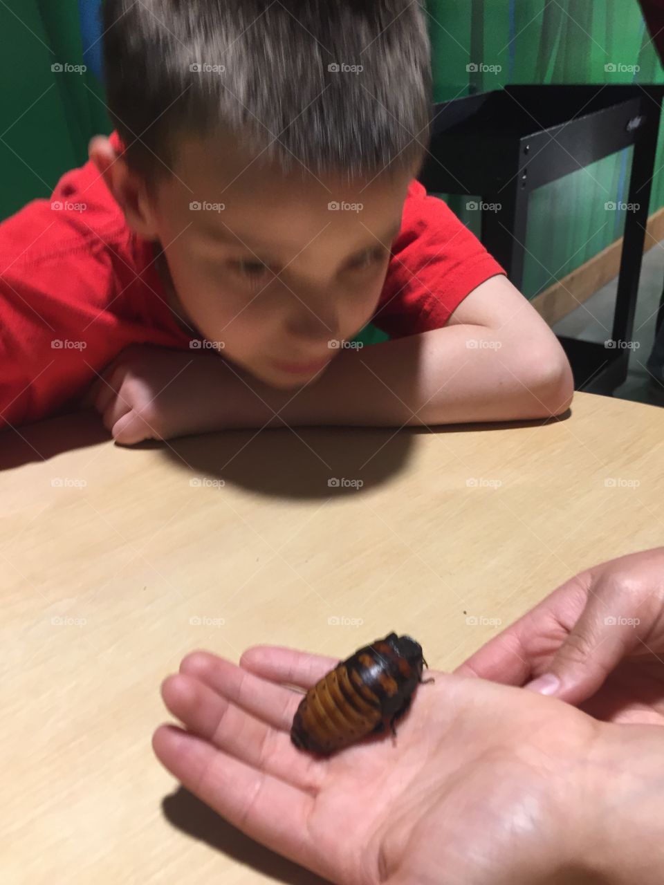 Hissing Cockroach, Scientist, Scared Boy, Will it hiss if I touch it?, Worried Boy, Insect Studies, Entomology, Madagascar Bug. Petting The Bug, Cockroach Breathes Out It’s Back-holes. It sounds like a Cat as it hisses. This one did not hiss. 