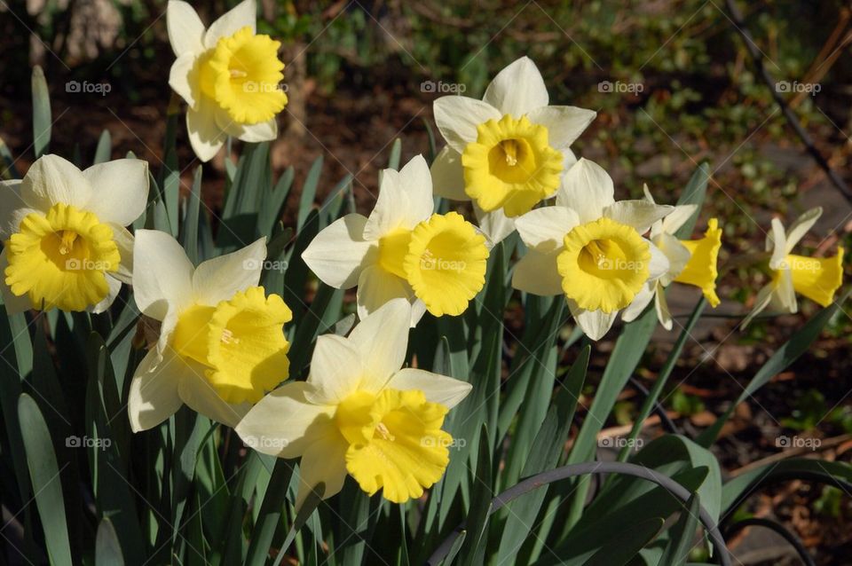 Daffodils