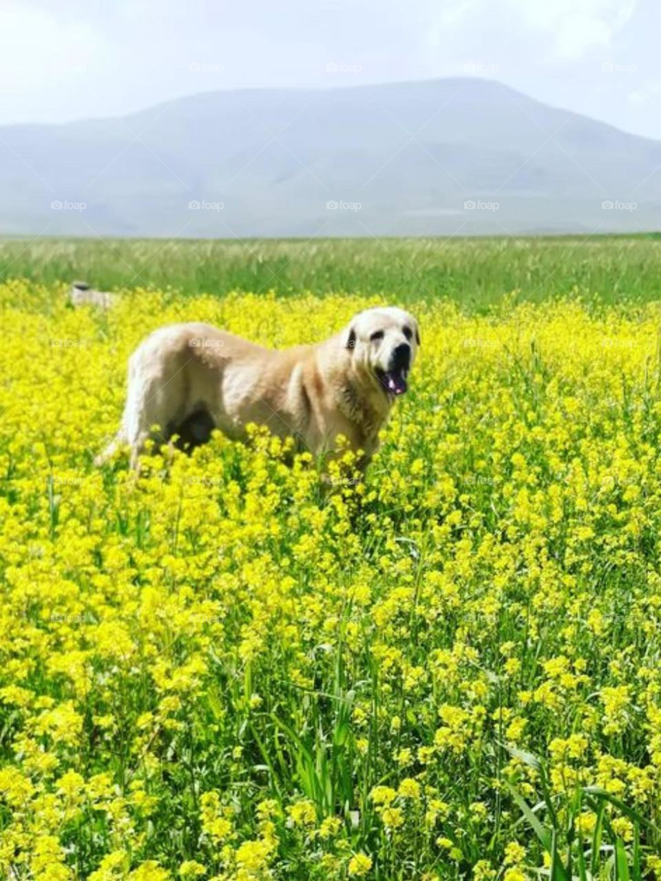 Sneak in between the flowers