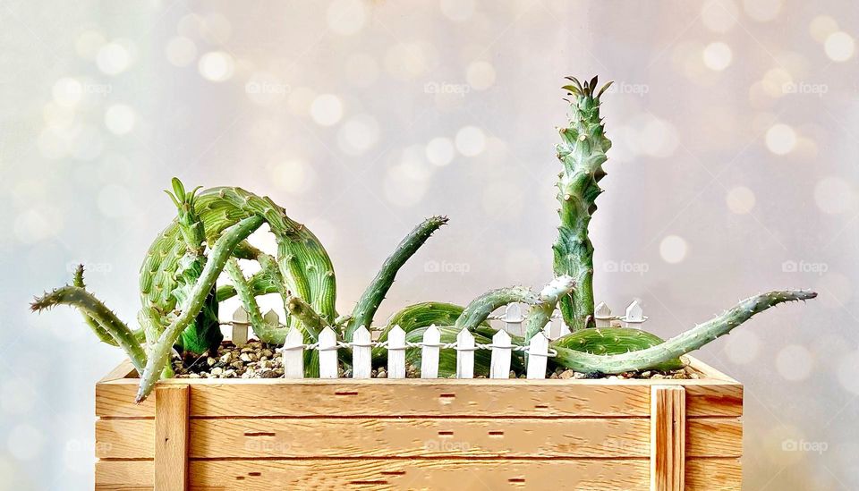 Succulent inspiration: Kleinia mweroensis and Senecio pendulus (inch worm) striving together in a planter box