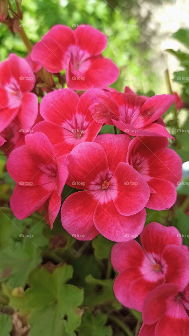 Garden geranium, beautiful pink colour, delicate flowers