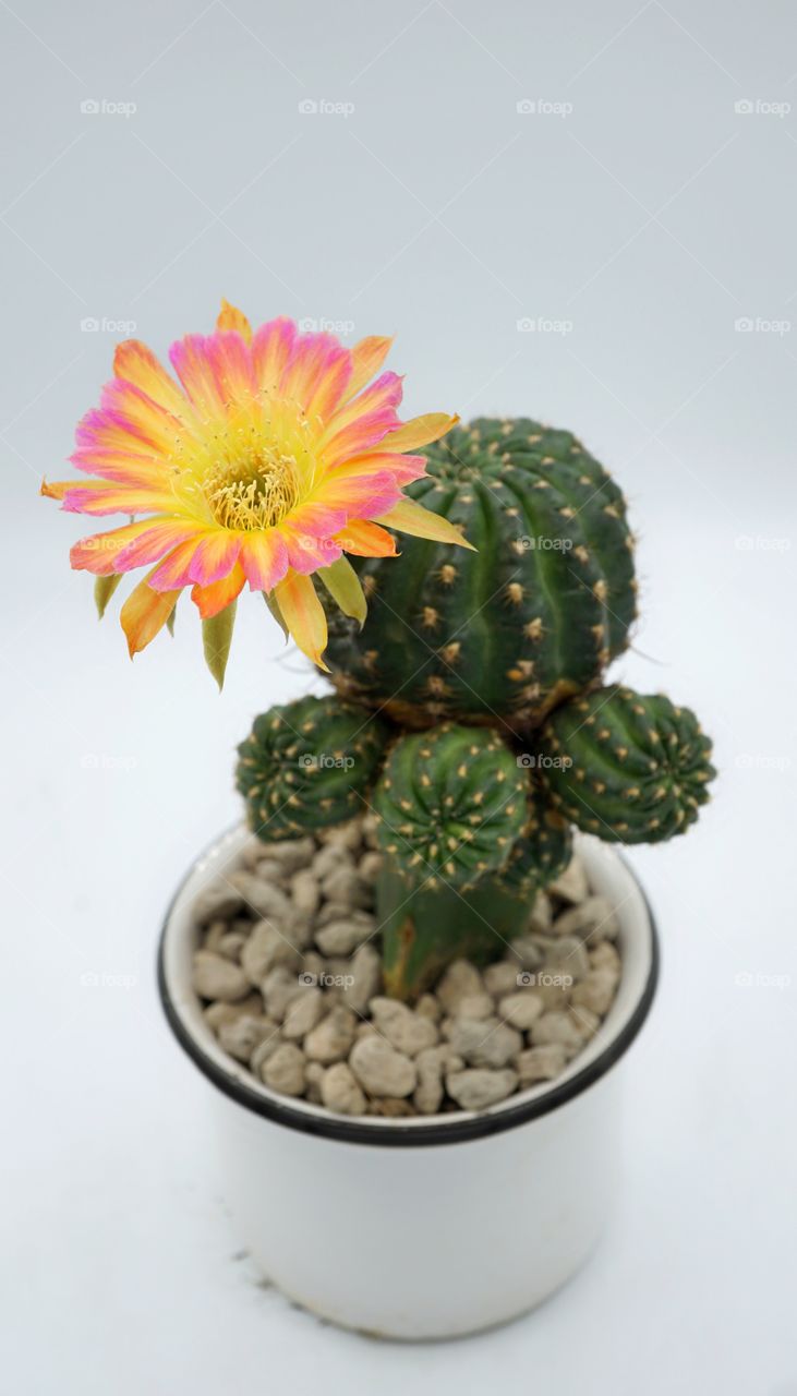 cactus lobivia flower