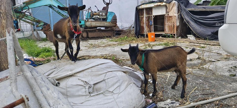 goats on the street in a village in taiwn.