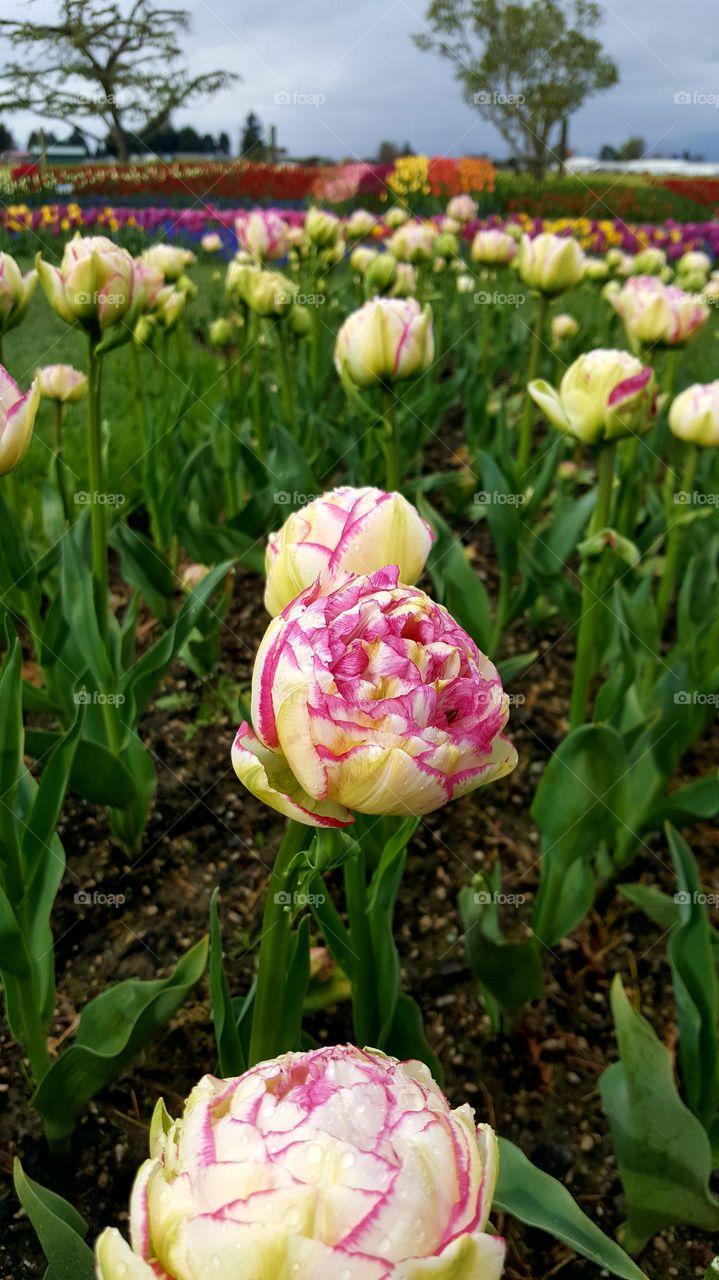 Tulip Time