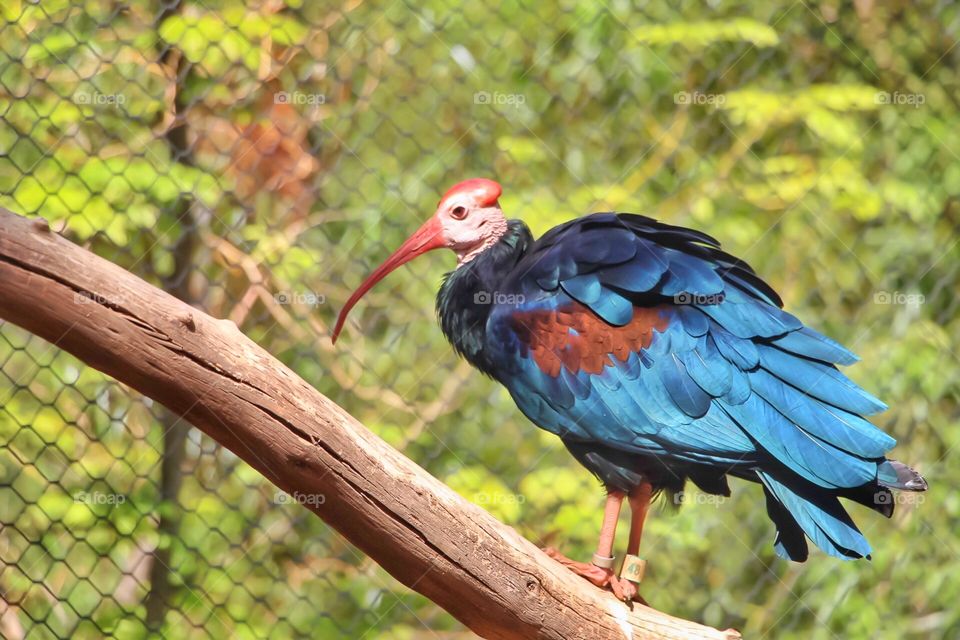 Colorful bird 