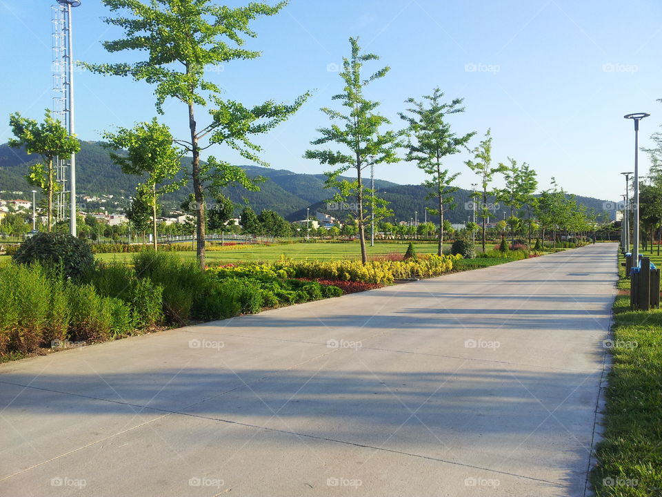 road in the park during summer when the sun shines and green nature around