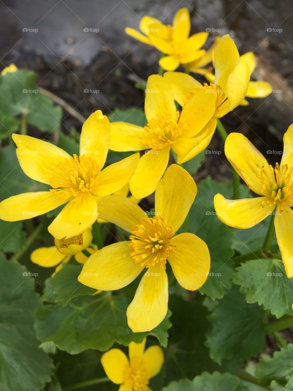 Flowers in May