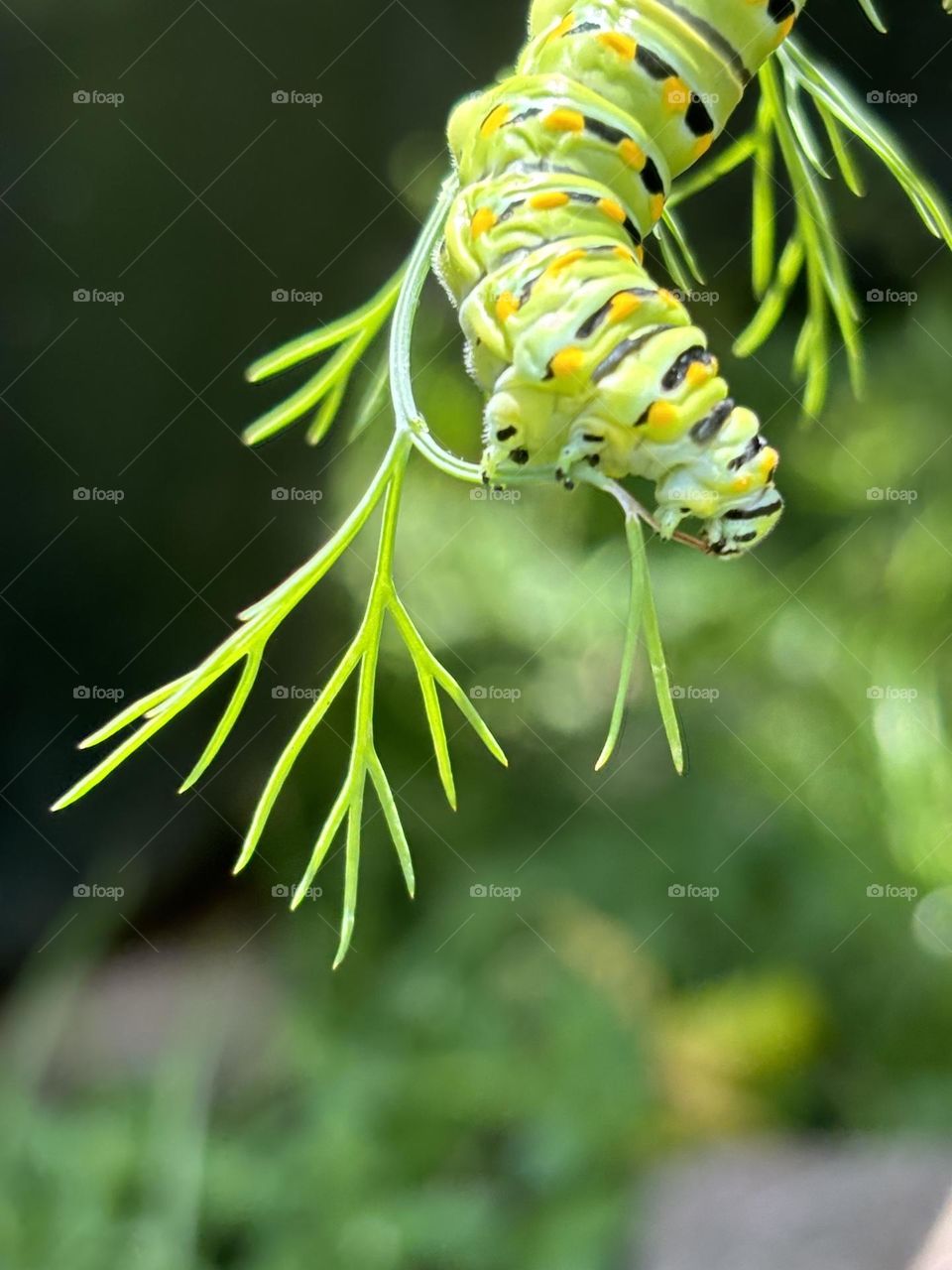 Just a little caterpillar nibbling on some dill weed 