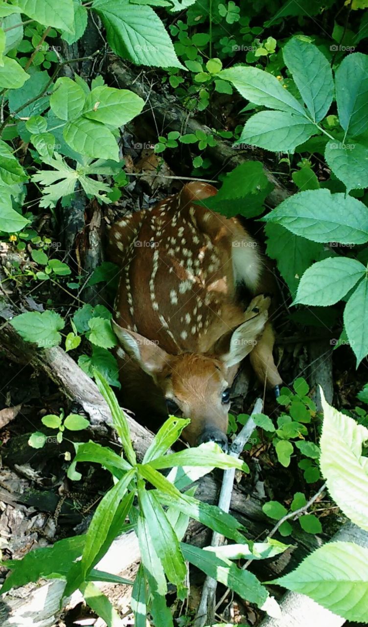 A newborn baby white-tailed deer fawn relying on camouflage to hide in the new green brush.