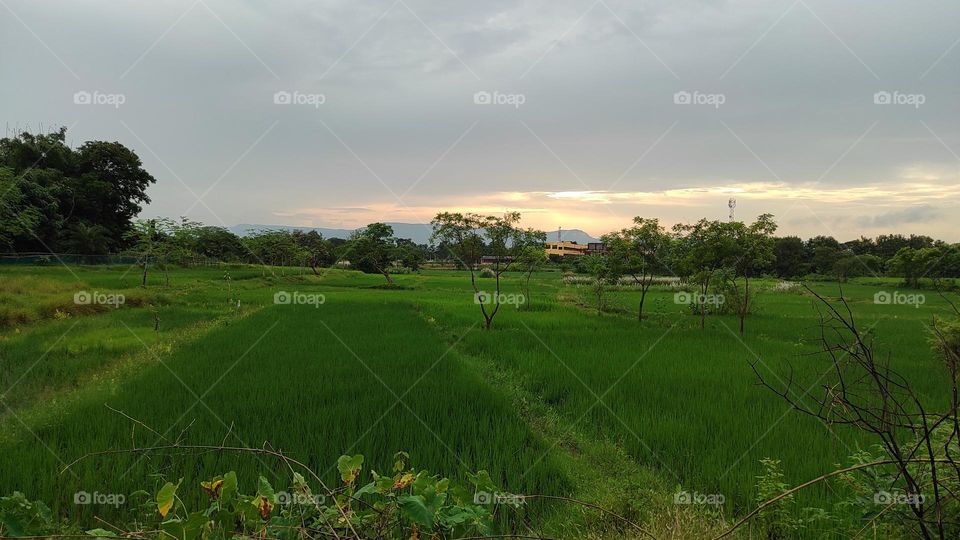 In One Photo Have Two Meanings 
1. Sunset
2. Green Land
This Was Unique View So I Captured This 🤗
