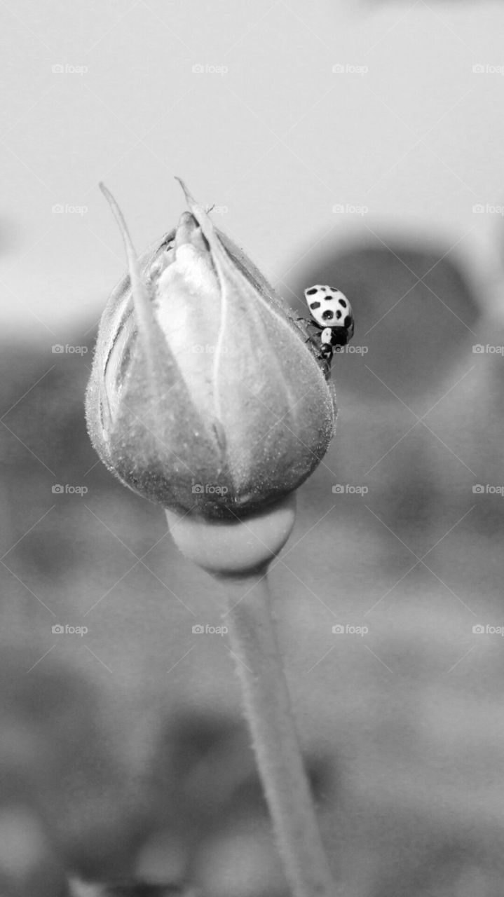 black and white ladybug