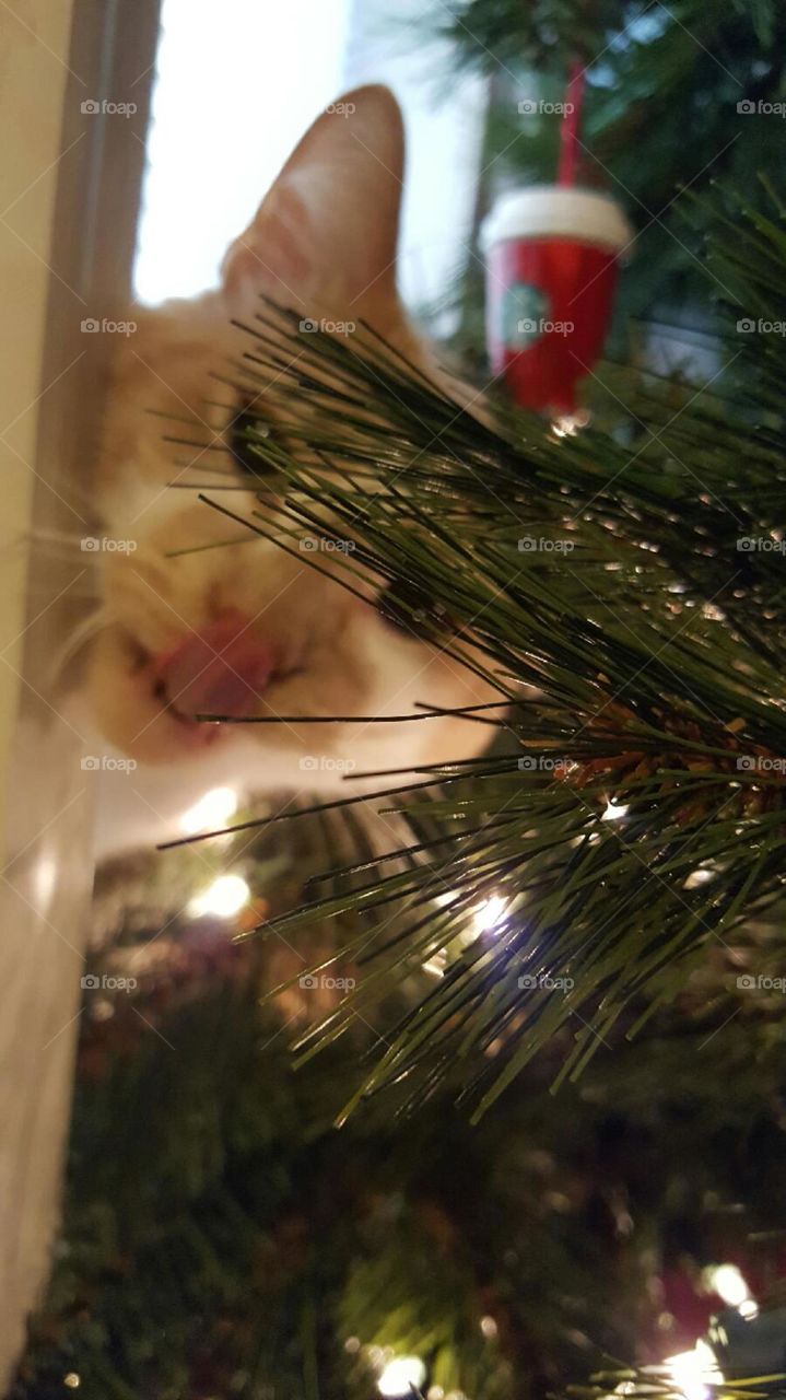 Cody in the tree