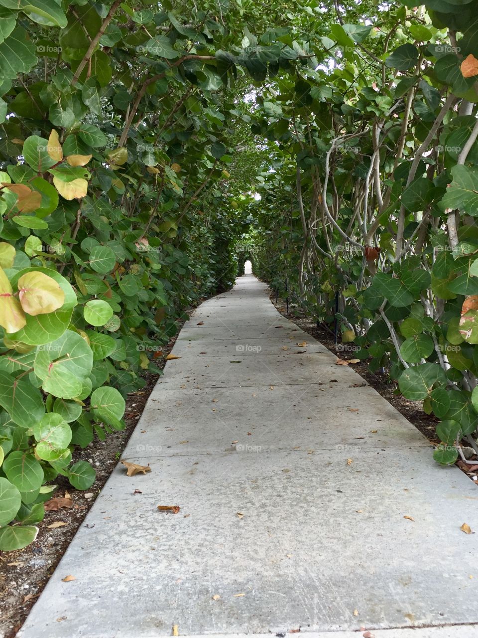 Natural green foliage tunnel to ocean in Palm Beach
