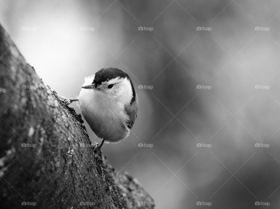 White breasted nuthatch on a tree