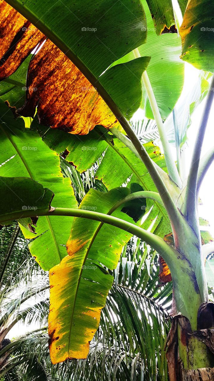 wild banana tree
