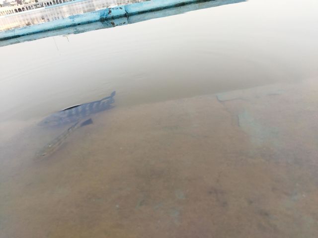 fishes with flies