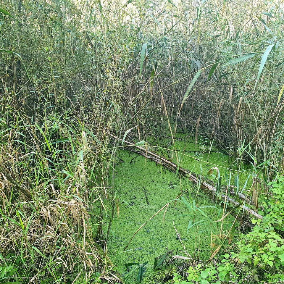 Swamp with water and green duckweed.