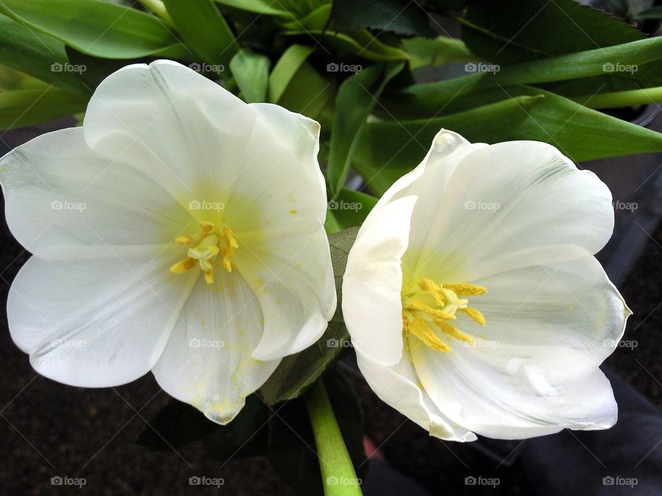 white flowers. pair of blossoms