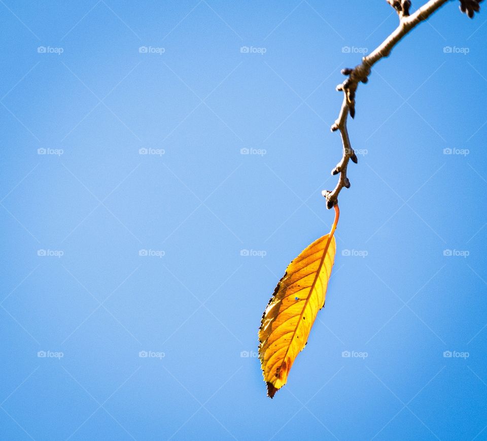 Gloden leaf