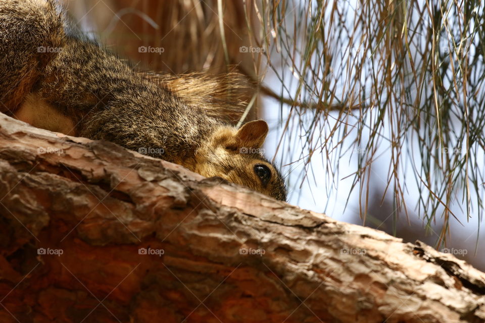 Squirrel peaking over branch 