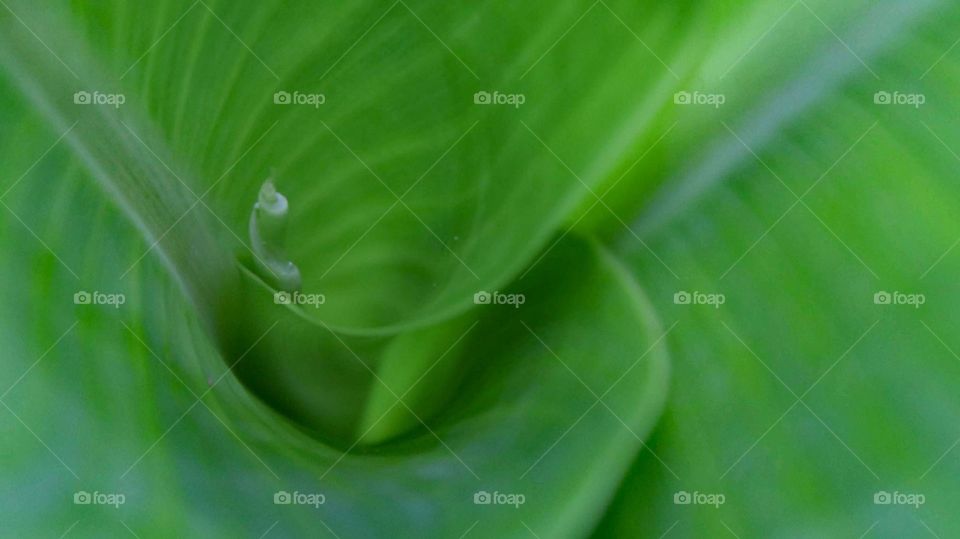 Inside a leaf