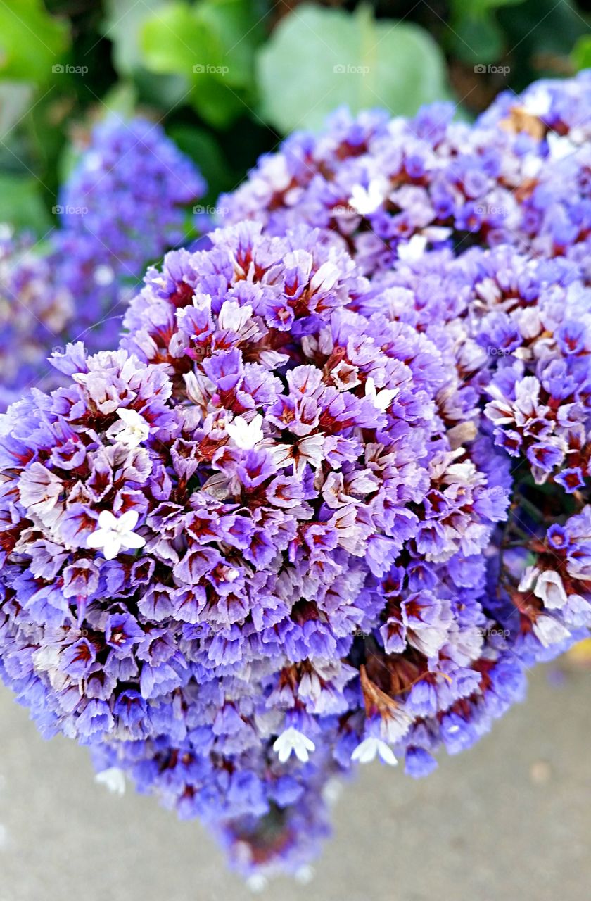 Close-up of a violet flowers