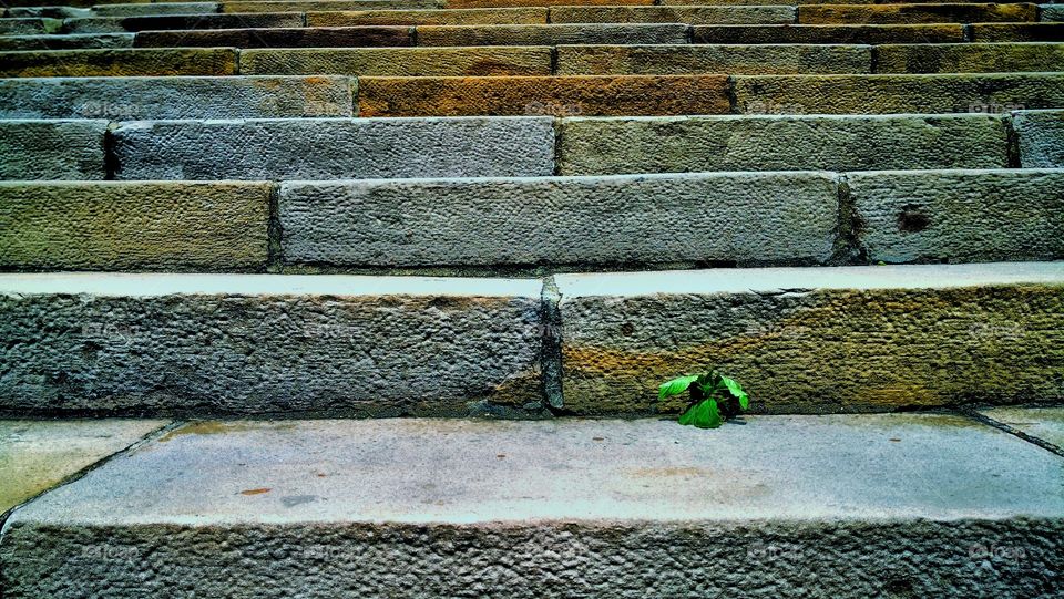 A little plant growing on stone staircase